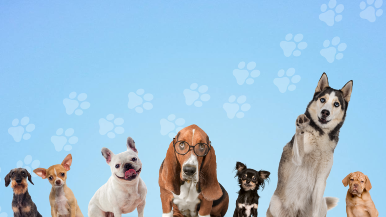 Dog Show webpage header background (1)