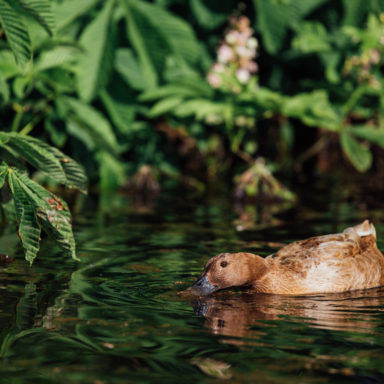 Duck on the Pond