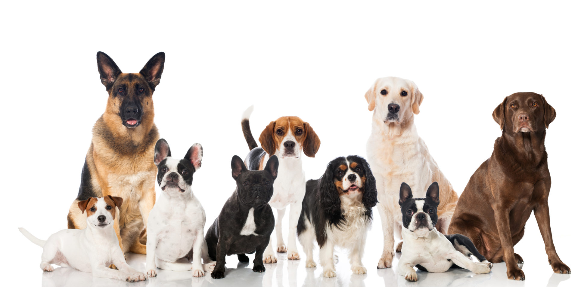 Group of Dogs