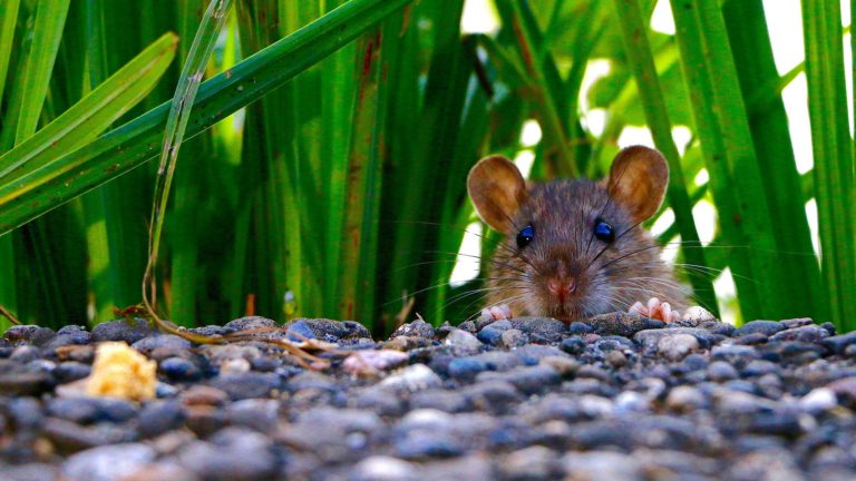 Mouse in Grass
