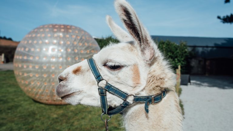 FFD   Zorb ball and Dec the llama