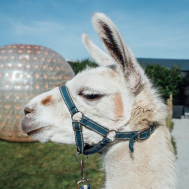 FFD   Zorb ball and Dec the llama