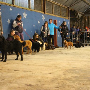 Best Gun Dog Line up