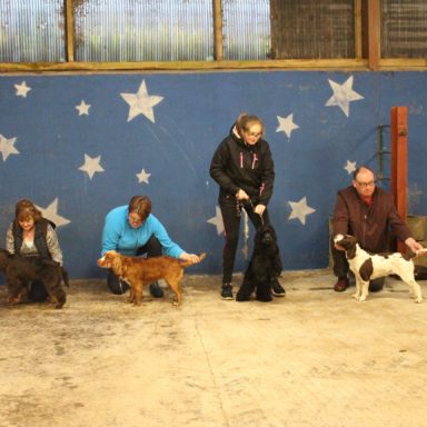 Best Working dogs line up