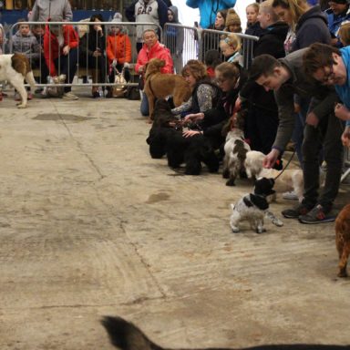 Best gun dogs line up 2