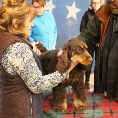 Brown spaniel on table