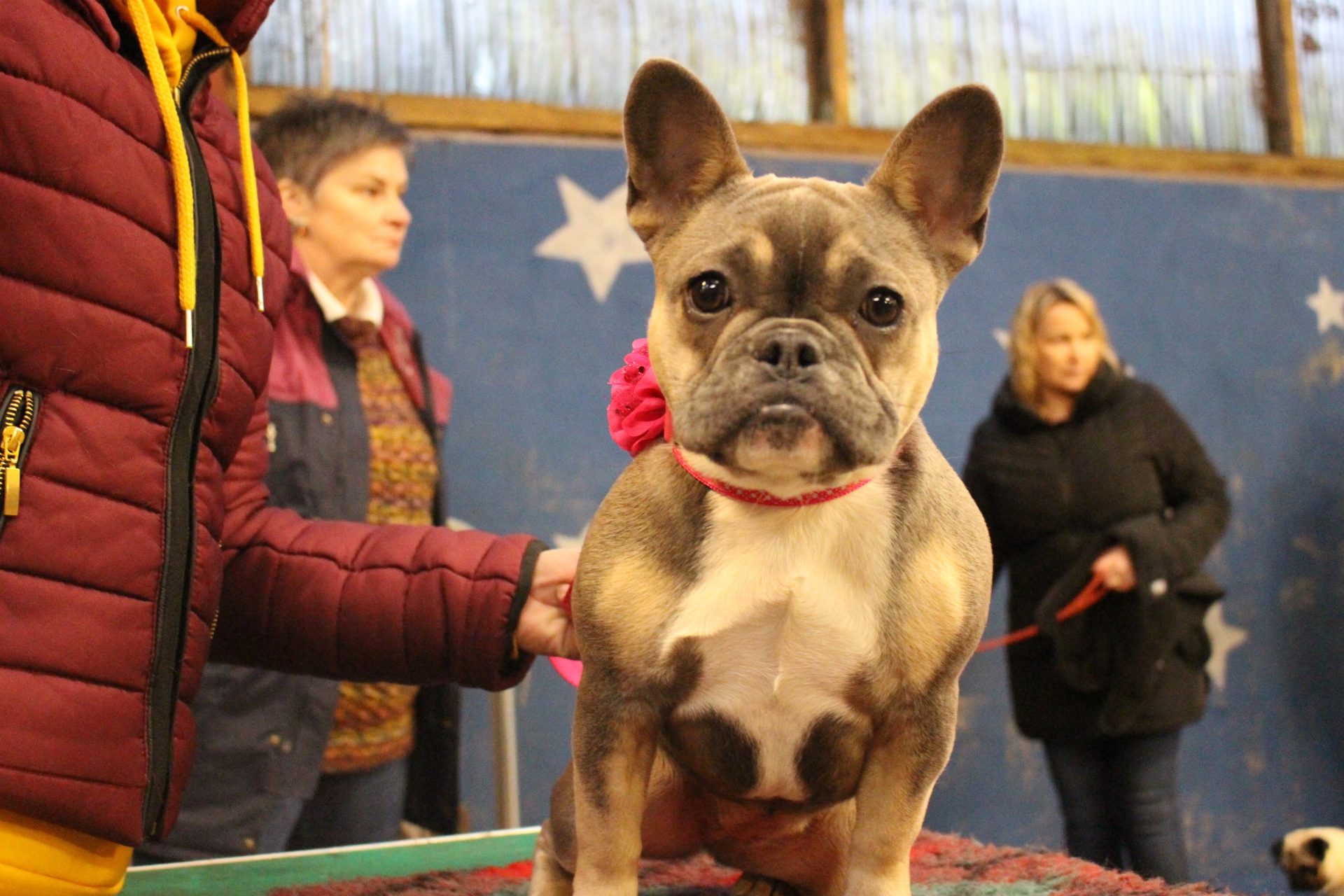 Lily French Bulldog