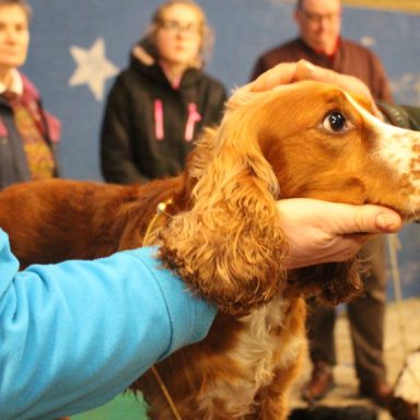 Spaniel