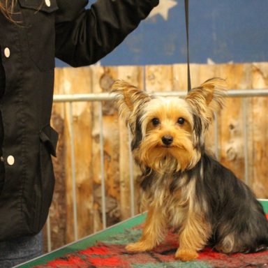 Yorkshire terrier on table