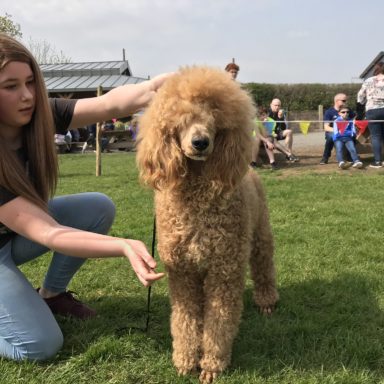 Best Dog   judging Dollar