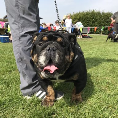 Best Dog   judging Dozer