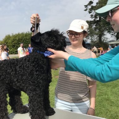 Best Dog   judging Finn