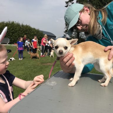 Best Puppy   judging table Bella