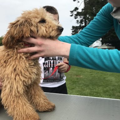 Best Puppy   judging table   brown fluffy