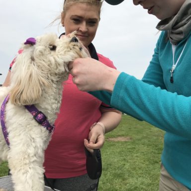 Best Puppy   judging table   cockapoo