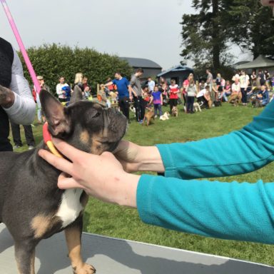 Best Puppy   judging table french bulldog