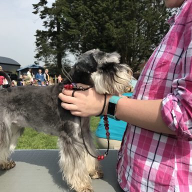 Best Puppy   judging table mini schnauzer