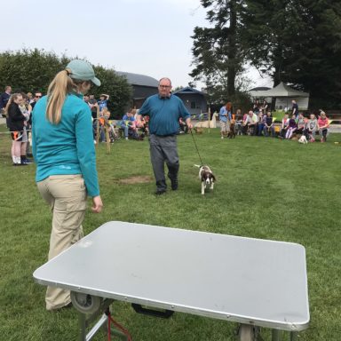 Gun Dog   judging Bella 2