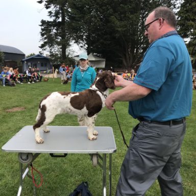 Gun Dog   judging Bella