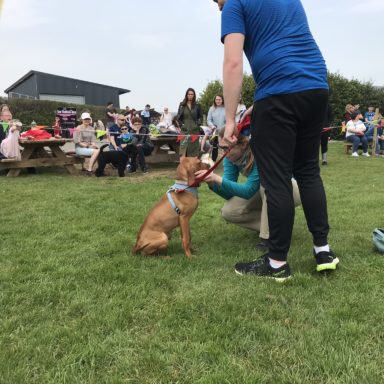 Gun Dog   judging Vince