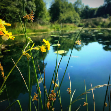 Pond and flowers   filter