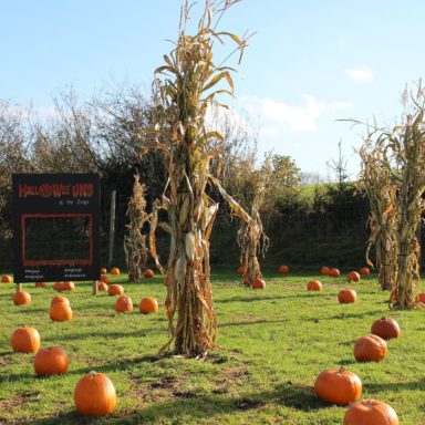 HW   pumpkin patch and selfie board