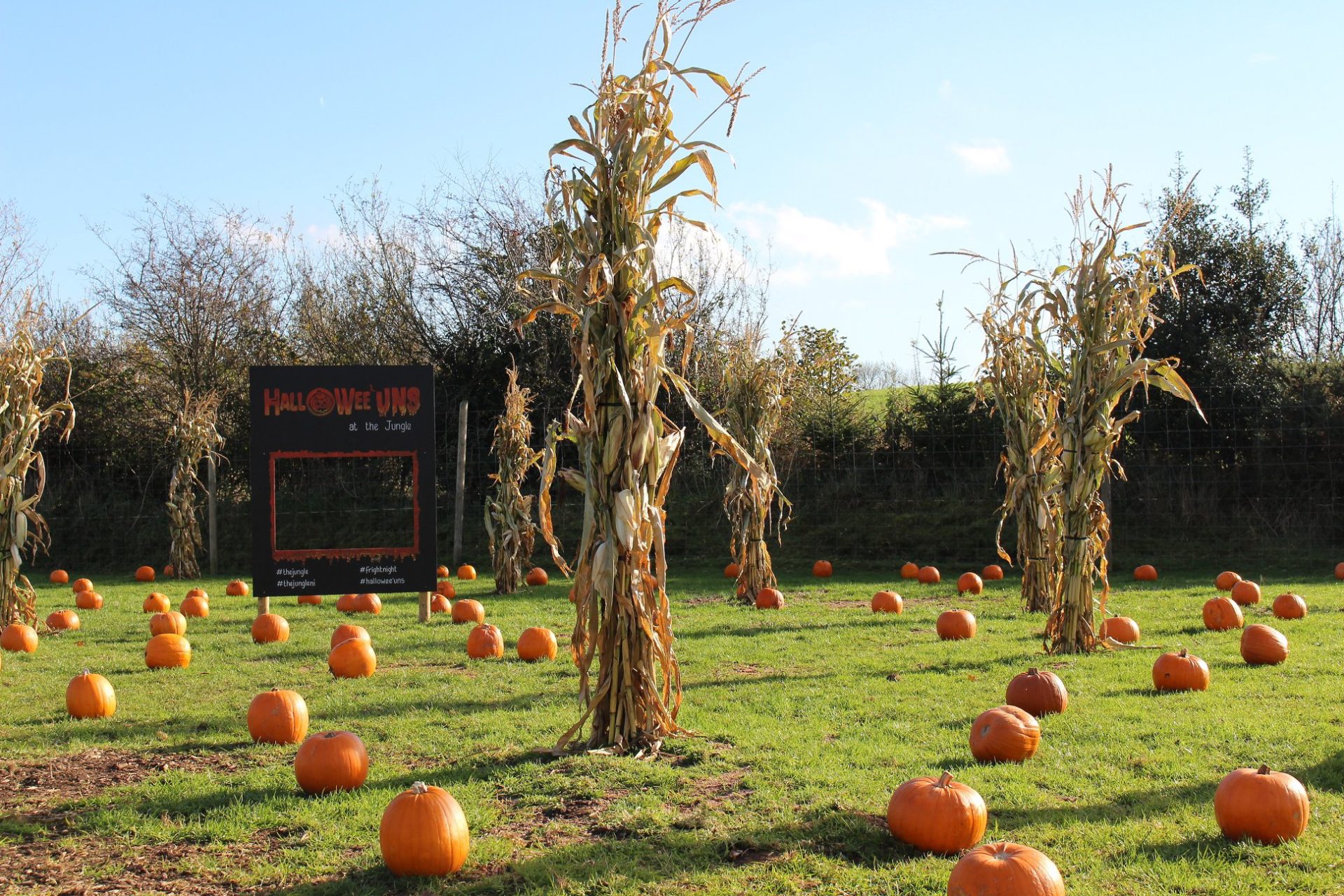 The Pumpkin Patch Spill-Proof Straw Cup – Calla and Friends