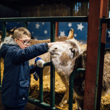 jungle   christmas wonderland   10th dec full res 58