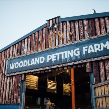 jungle   christmas wonderland   10th dec full res 7